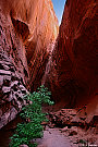 Red Canyon